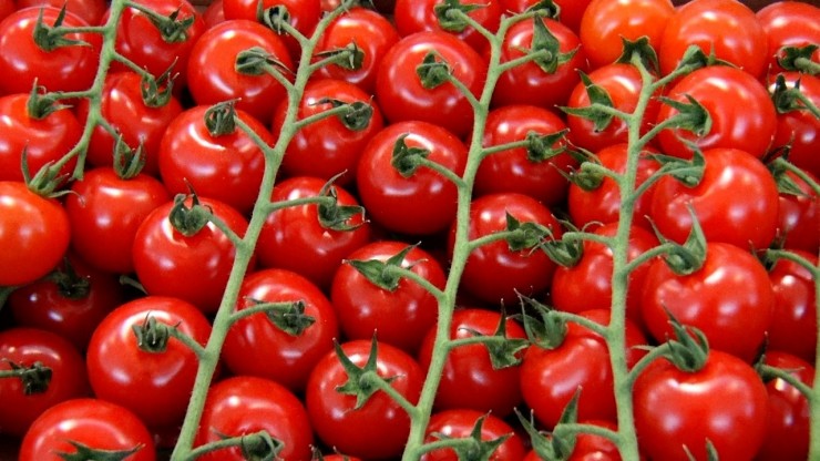томаты помидоры парник агро урожай красный теплица