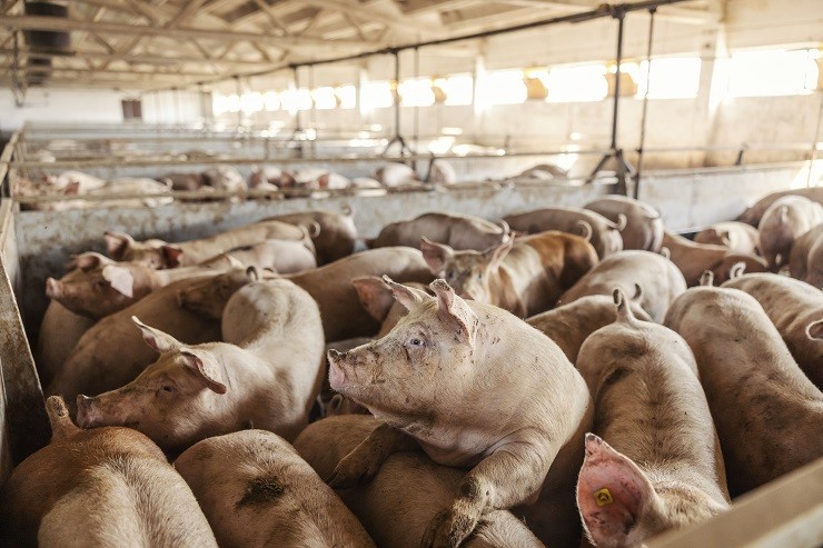 many-adult-pigs-at-a-pig-farm-livestock-breeding-meat-industry-and-agriculture