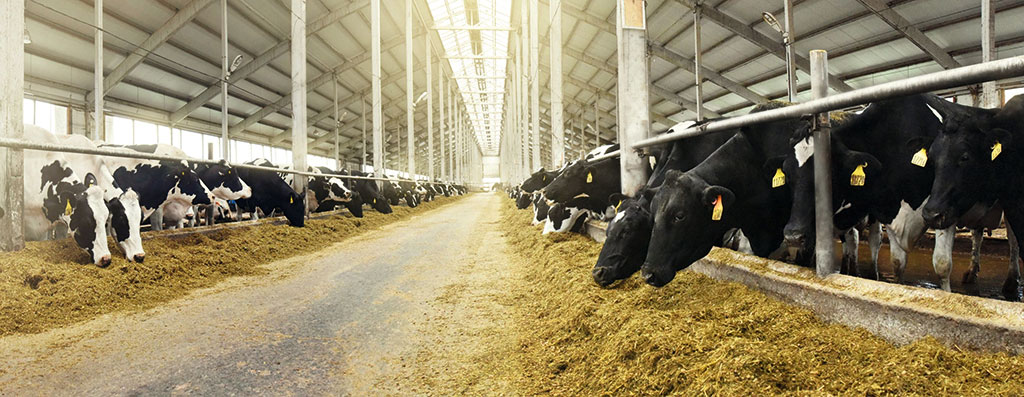 Агрохолдинг «Кабош»: все дело в молоке