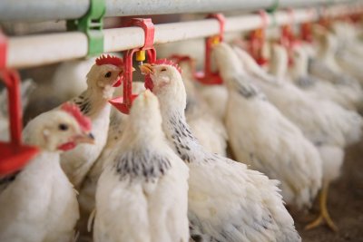 Бактериальная ксиланаза «Белфид Бета 1100 мр» и ее трофологический потенциал в кормлении птицы