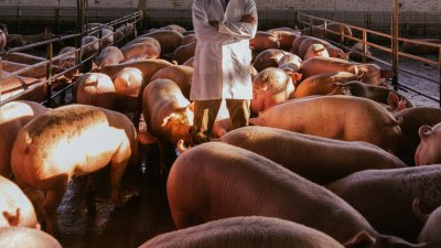 Устойчивое производство свинины: будущее агросектора в условиях глобальных вызовов