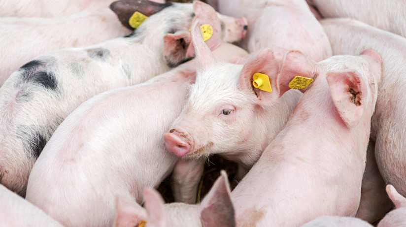 Устойчивое производство свинины: будущее агросектора в условиях глобальных вызовов