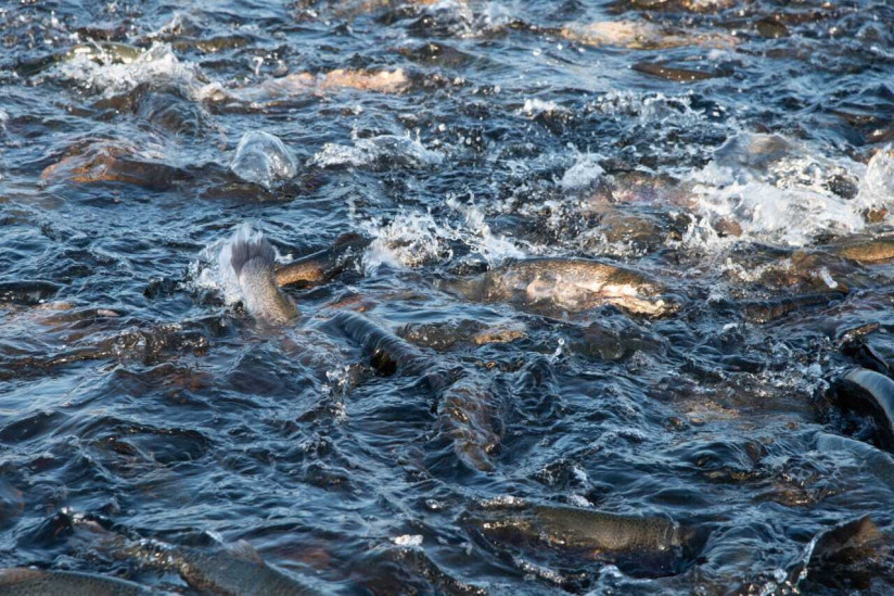 Как ГК «МЕЛКОМ» строит полный цикл аквакультуры в России: рыбоводные хозяйства и собственное кормопроизводство