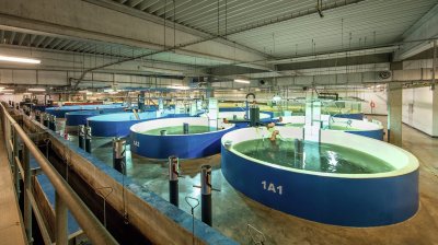 Цифровая революция в аквакультуре: как технологии повышают прибыль фермеров