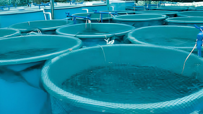 Цифровая революция в аквакультуре: как технологии повышают прибыль фермеров