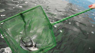 Аквакультура Калининградской области