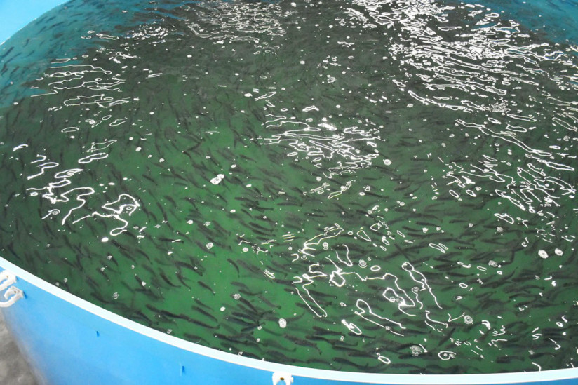 Аквакультура Калининградской области