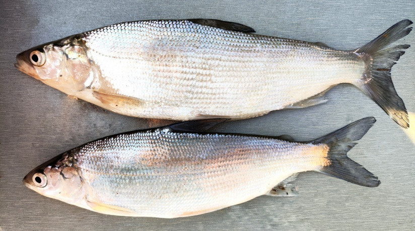 Почему аквакультура Урала и Сибири переходит на гибриды сиговых
