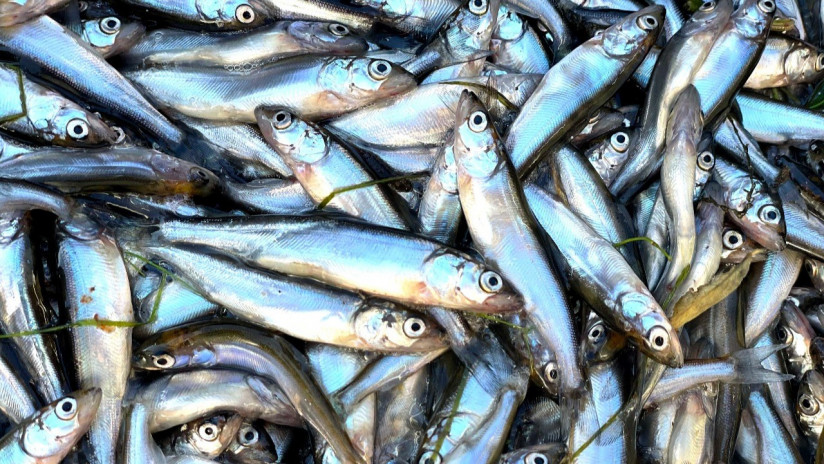 Почему аквакультура Урала и Сибири переходит на гибриды сиговых