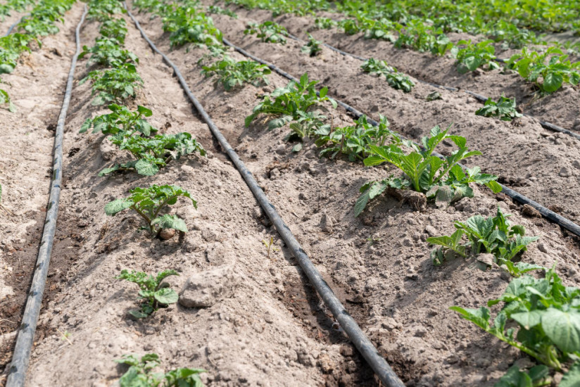 Капельный оазис: полимерные решения в мелиорации оживляют российский агробизнес