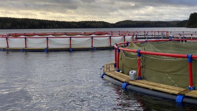 Расчёт рентабельности рыбоводческих хозяйств: комплексный подход