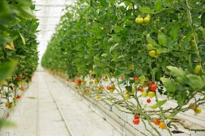 Топ регионов по производству тепличных овощей в 2025 году
