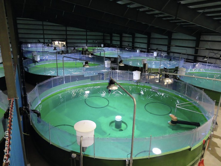 система для промышленной адаптации рыб. Смотреть фото система для промышленной адаптации рыб. Смотреть картинку система для промышленной адаптации рыб. Картинка про система для промышленной адаптации рыб. Фото система для промышленной адаптации рыб система для промышленной адаптации рыб. Смотреть фото система для промышленной адаптации рыб. Смотреть картинку система для промышленной адаптации рыб. Картинка про система для промышленной адаптации рыб. Фото система для промышленной адаптации рыб