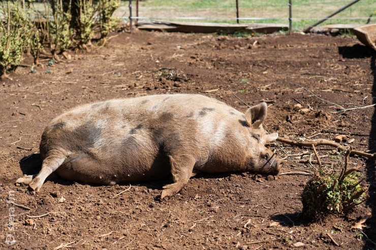 Влияние теплового стресса на продуктивность свиней