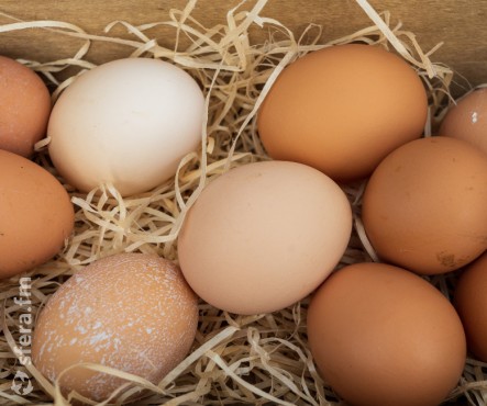 Как бутират кальция влияет на качество скорлупы столового и инкубационного яйца