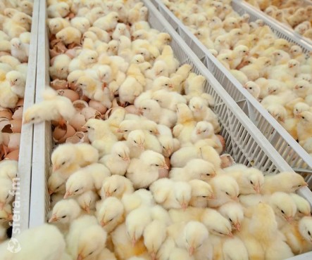 Как дезинфекция помогает увеличить производительность птицефабрики