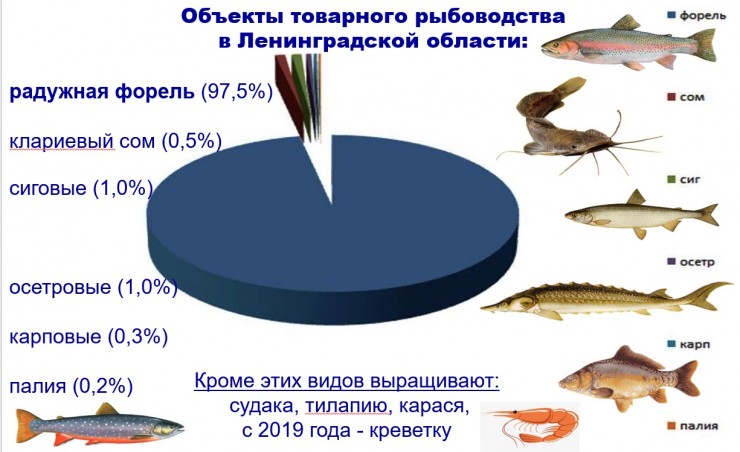 Какую рыбу выращивают в Ленинградской области