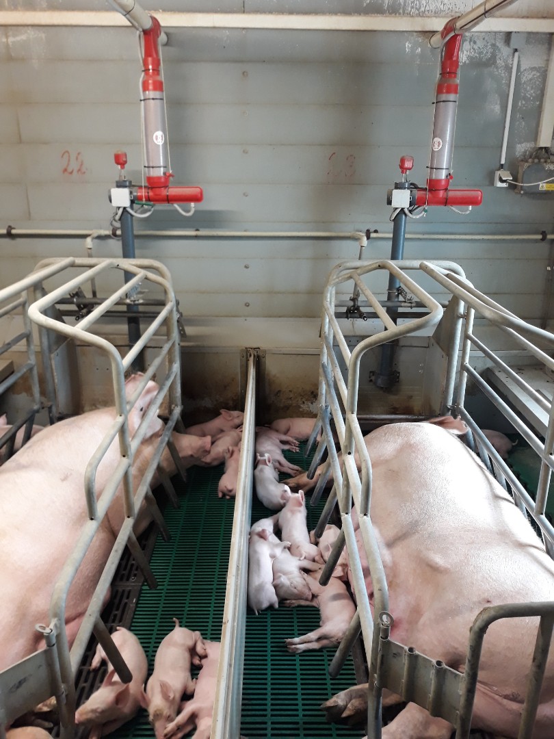 Рожь в кормлении свиней – Мир сельского хозяйства – Пресса – О компанииKWS в России