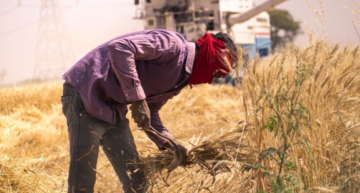 Уборка пшеницы в Индии