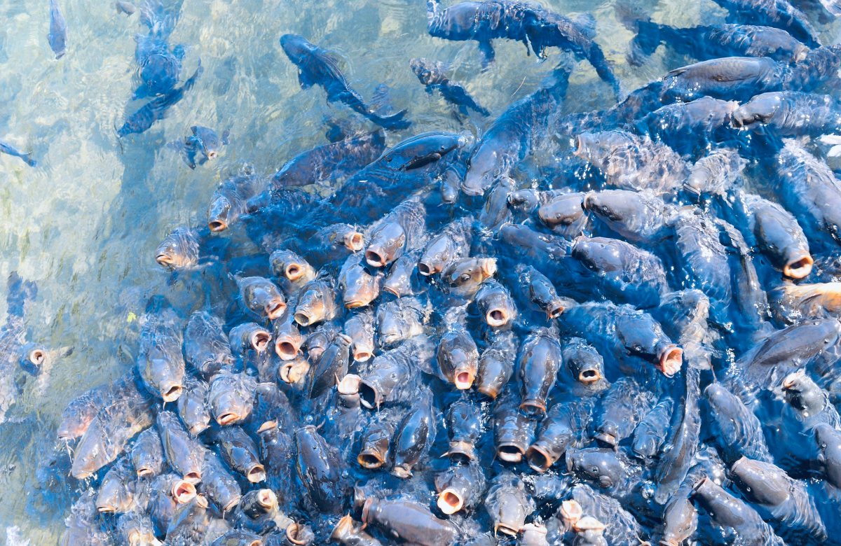 Клев рыбы в Ардоне: как поймать, секреты улова, лучшие места для рыбалки