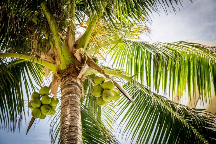 пальмы кокосы курорт масло агро жара