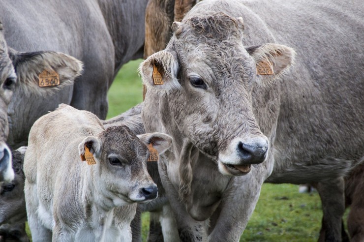 коровы молоко агро совхоз поле село теленок