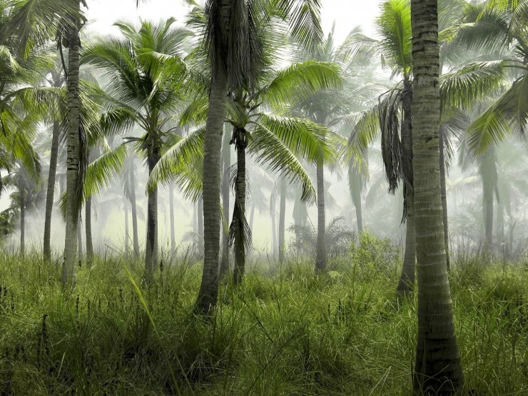 пальма лес джунгли масло дикари курорт остров