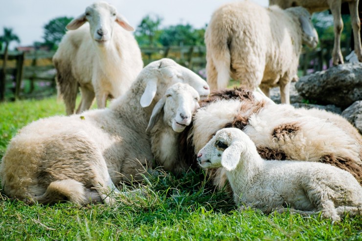 овцы ферма мясо поле агро лето баран