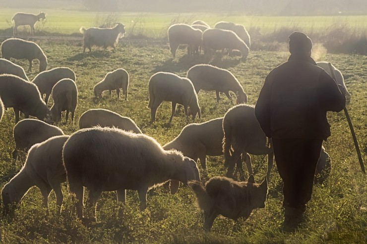 овцы баран пастух горы мясо