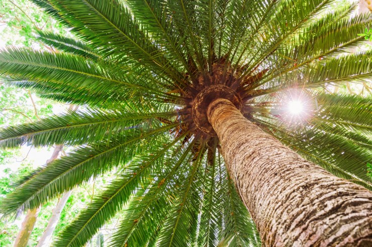 sun-flare-tropical-date-palm-tree