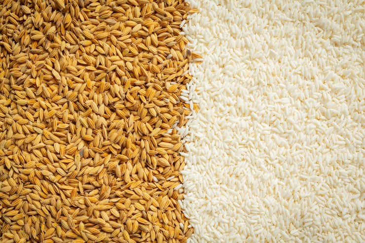 paddy-rice-white-rice-wallpaper-details