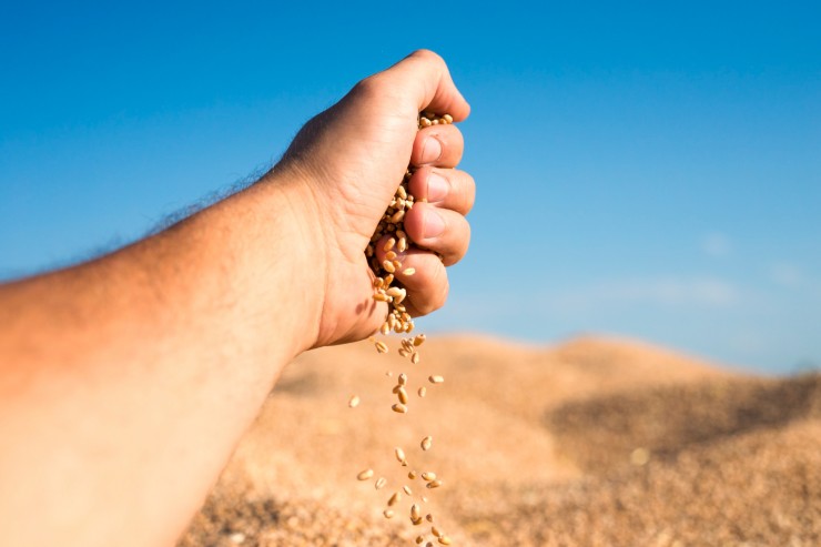 Обзор рынков пшеницы, масличных и риса Индии