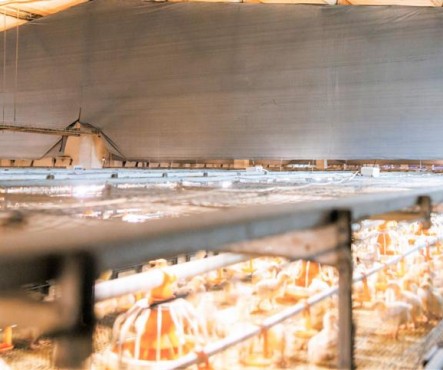 Птичник под парусами