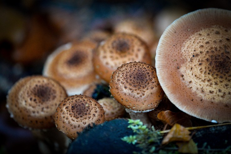 Технологии выращивания популярных видов грибов