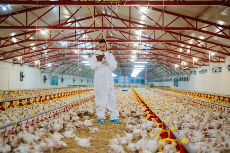 Как предотвратить птичий грипп на птицефабрике