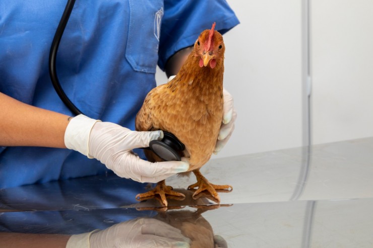 Как предотвратить птичий грипп на птицефабрике