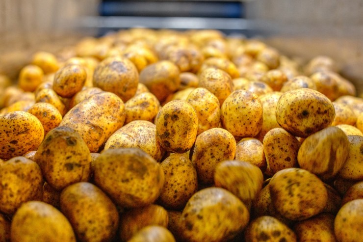 Какой картофель необходимо выращивать для производства чипсов «Lay’s»