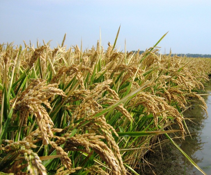 Селекция и производство риса в России