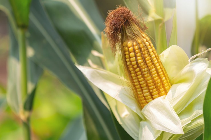 corn-stalk-ready-harvest-field