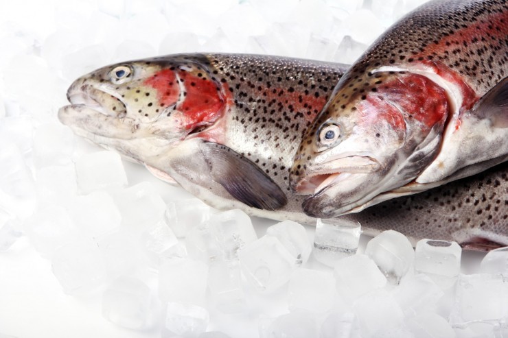 fresh-trout-on-ice-isolated-on-white