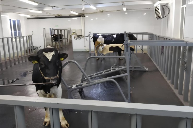 Как искусственное осеменение позволяет улучшать генетический потенциал разводимого скота