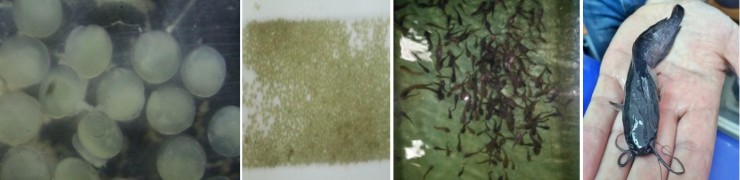 Технология выращивания клариевых сомов (Сlarias gariepinus) в УЗВ