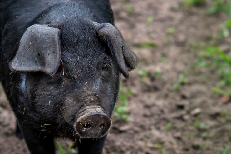Лучшие мясные породы свиней: достоинства, недостатки и разведение