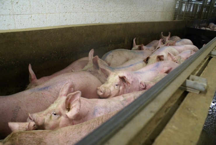 Самые эффективные корма для быстрого роста свиней