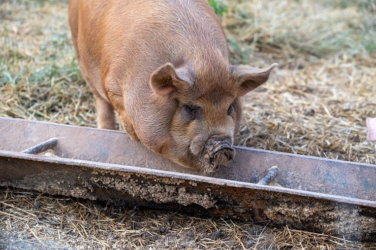 Лучшие мясные породы свиней: достоинства, недостатки и разведение