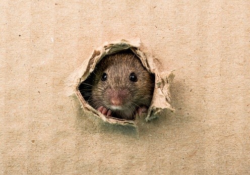 istockphoto-мышь прогрызла картон
