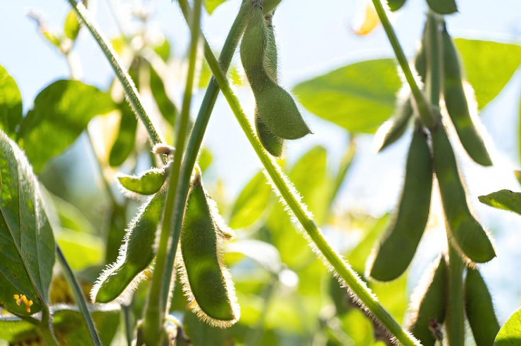 ru.freepik.com_premium-photo_green-soybeans-seed-crop-plant-summer-background_17856256.htm (1)