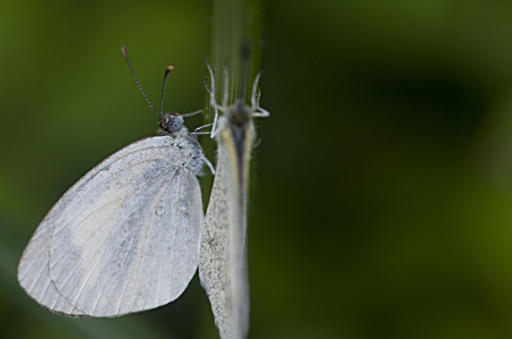 butterfly-close-up-photography-insect-moths-and-butterflies-lycaenid-1432509-pxhere.com