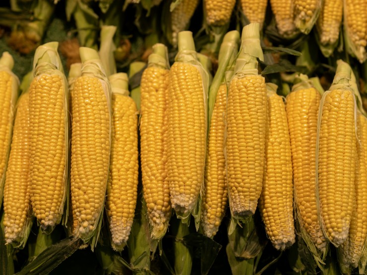 Польза и вред кукурузного масла: рафинированное и нерафинированное