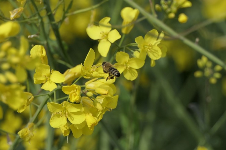 rapeseed-flowers-4195270_1280